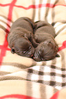 Labrador Retriever Puppies