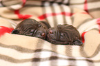 Labrador Retriever Puppies