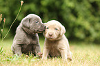 2 Labrador Retriever Puppies