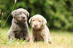 2 Labrador Retriever Puppies