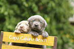 2 Labrador Retriever Puppies