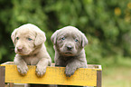 2 Labrador Retriever Puppies