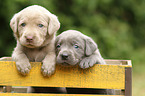 2 Labrador Retriever Puppies