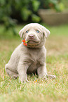 Labrador Retriever Puppy