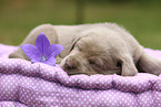 Labrador Retriever Puppy