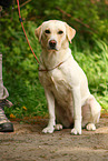 sitting Labrador Retriever