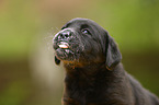 Labrador Retriever puppy