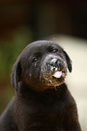 Labrador Retriever puppy