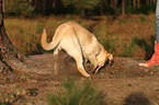 digging Labrador Retriever