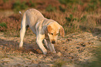 digging Labrador Retriever