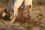 digging Labrador Retriever