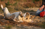 rolling Labrador Retriever