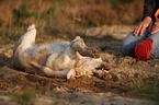 rolling Labrador Retriever