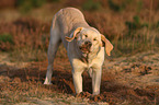 shaking Labrador Retriever