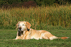 sleeping Labrador Retriever