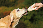 eating Labrador Retriever