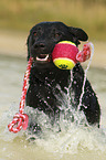 playing Labrador Retriever