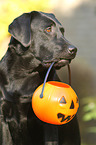 retrieving Labrador Retriever