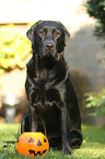 sitting Labrador Retriever