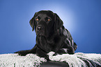 lying Labrador Retriever
