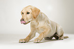 young Labrador Retriever