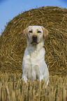 sitting Labrador Retriever