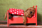 sleeping Labrador Retriever puppy