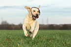 playing Labrador Retriever