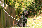 sitting Labrador Retriever