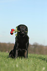 Labrador Retriever with roses