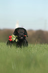 Labrador Retriever with roses
