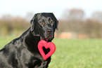 Labrador Retriever Portrait