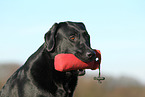 Labrador Retriever with Dummy