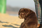 Labrador Retriever Puppy