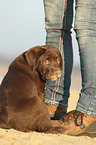 Labrador Retriever Puppy