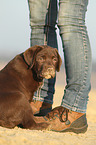 Labrador Retriever Puppy