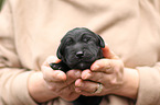 Labrador Retriever Puppy