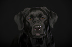 Labrador Retriever Portrait