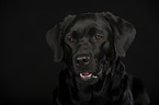 Labrador Retriever Portrait