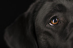 Labrador Retriever eye