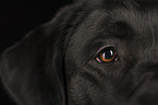 Labrador Retriever eye