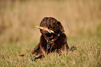 gnawing Labrador Retriever