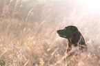 Labrador Retriever Portrait