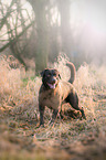 standing Labrador Retriever