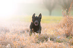 running Labrador Retriever