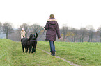 child and dogs