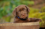 Labrador Retriever Puppy