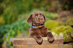 Labrador Retriever Puppy