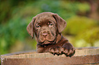 Labrador Retriever Puppy