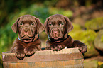 Labrador Retriever Puppies
